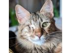 Adopt Milly a Domestic Short Hair