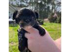 Mutt Puppy for sale in Graham, NC, USA