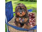 F1b Cavapoo M #2