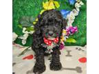 F1b Cavapoo M #3