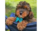 F1b Cavapoo M#4