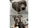 Adopt Shine a Pit Bull Terrier
