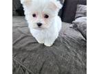 Maltese Puppy for sale in Lambertville, MI, USA