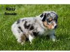 Mutt Puppy for sale in Clare, MI, USA
