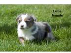 Pembroke Welsh Corgi Puppy for sale in Clare, MI, USA