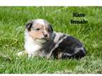 Pembroke Welsh Corgi Puppy for sale in Clare, MI, USA