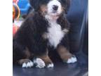 Bernese Mountain Dog Puppy for sale in Middleton, ID, USA