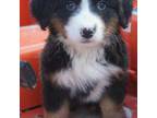 Bernese Mountain Dog Puppy for sale in Middleton, ID, USA