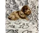Dachshund Puppy for sale in New York, NY, USA