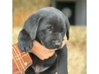 Labrador Retriever Puppy for sale in Carlock, IL, USA
