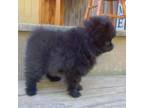 Pomeranian Puppy for sale in London, KY, USA