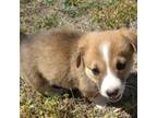 Cardigan Welsh Corgi Puppy for sale in Tescott, KS, USA