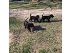 German Wirehaired Pointer Puppy for sale in Royalton, MN, USA