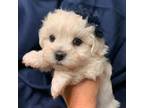 Maltese Puppy for sale in Hamilton, NC, USA