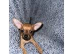 Chihuahua Puppy for sale in Detroit, MI, USA