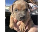 Adopt Ellie a Pit Bull Terrier