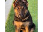 German Shepherd Dog Puppy for sale in Richmond, TX, USA