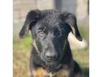 German Shepherd Dog Puppy for sale in Richmond, TX, USA