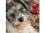 Schnauzer (Miniature) Puppy for sale in Sarasota, FL, USA