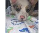 Pembroke Welsh Corgi Puppy for sale in Toledo, OH, USA
