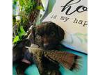 Boykin Spaniel Puppy for sale in Conway, SC, USA