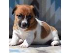 Parson Russell Terrier Puppy for sale in Speedwell, TN, USA