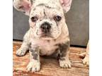 French Bulldog Puppy for sale in Idabel, OK, USA