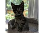 Adopt Lunar a Domestic Short Hair