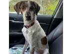 Adopt Lady a English Pointer, Redbone Coonhound