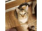 Adopt Autumn a Domestic Short Hair