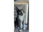 Adopt Izzy a Domestic Short Hair