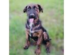 Adopt Mocha a Hound