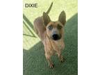 Adopt Dixie a Carolina Dog