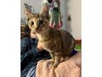 Adopt Marlie a Domestic Short Hair