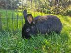 Adopt Meadow a Hotot, Bunny Rabbit