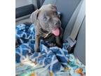 Adopt Izzie a Pit Bull Terrier