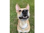 Adopt Ellie the Carolina Dog - Can transport to other locations a Carolina Dog