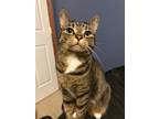 Adopt Mia a Tiger, Domestic Short Hair