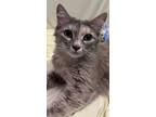 Adopt Rowena a Domestic Long Hair