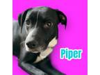 Adopt Piper - Adoption Pending a Pit Bull Terrier