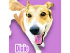 Adopt Dixie a German Shepherd Dog, Collie