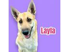 Adopt Layla - Medical Hold a German Shepherd Dog