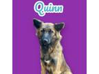 Adopt Quinn - Foster Hold a German Shepherd Dog