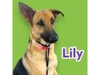 Adopt Lily a German Shepherd Dog