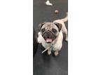 Adopt Babee a Pug