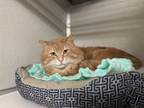 Adopt Sherbet a Domestic Medium Hair