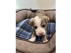 Adopt RUSTY a Catahoula Leopard Dog, Mixed Breed