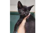 Adopt CHARLIE a Domestic Short Hair