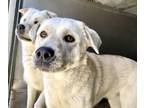 Adopt REILY a German Shepherd Dog, Mixed Breed