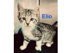 Adopt Elio a Domestic Short Hair